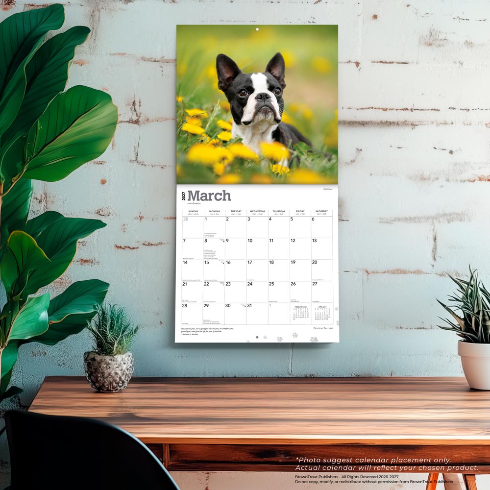 Boston Terriers | 2027 12 x 24 Inch (Hanging) Monthly Square Wall Calendar