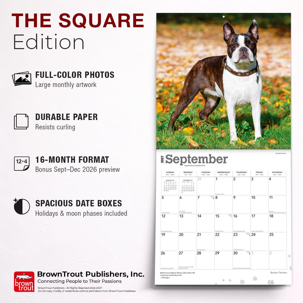 Boston Terriers | 2027 12 x 24 Inch (Hanging) Monthly Square Wall Calendar