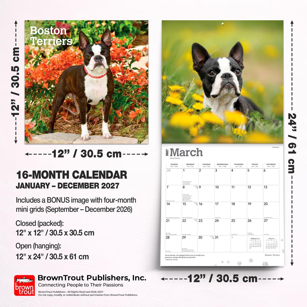 Boston Terriers | 2027 12 x 24 Inch (Hanging) Monthly Square Wall Calendar