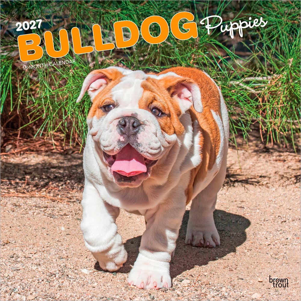 Bulldog Puppies | 2027 12 x 24 Inch (Hanging) Monthly Square Wall Calendar