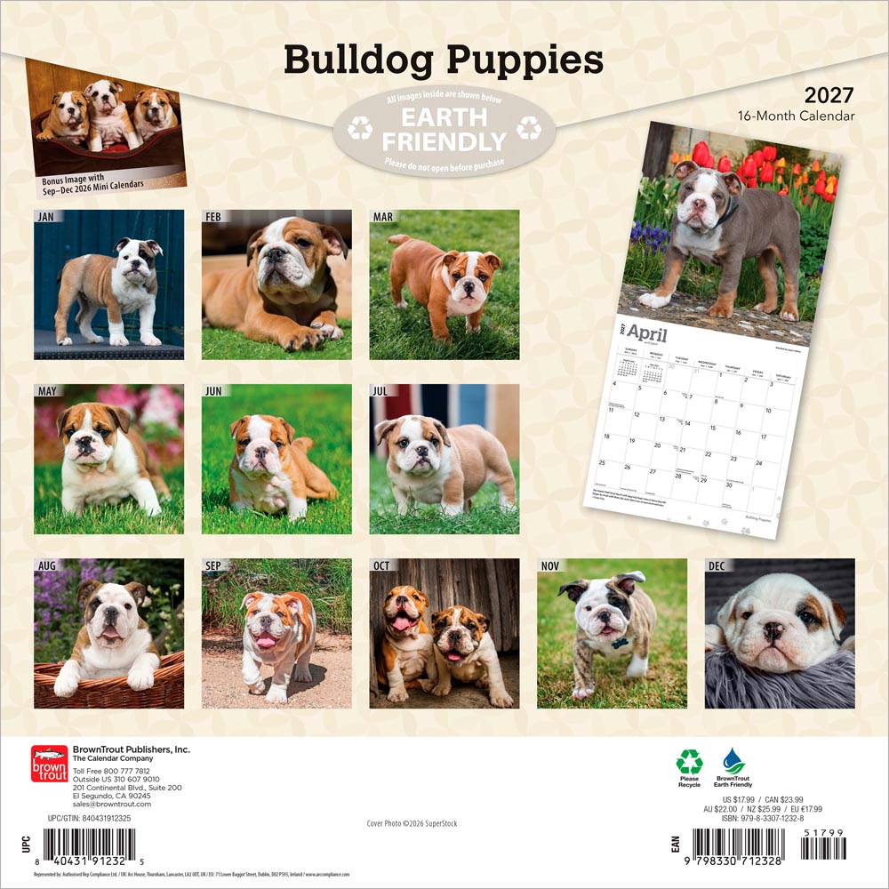 Bulldog Puppies | 2027 12 x 24 Inch (Hanging) Monthly Square Wall Calendar