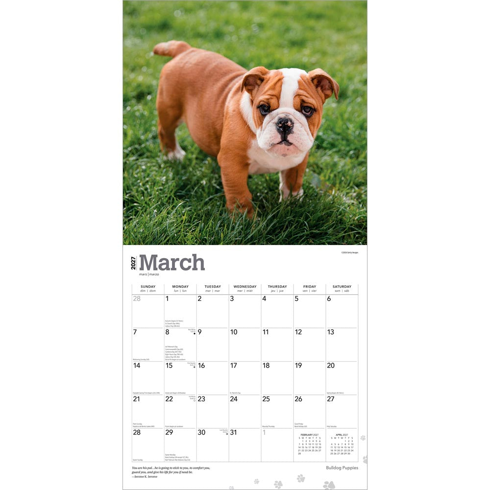 Bulldog Puppies | 2027 12 x 24 Inch (Hanging) Monthly Square Wall Calendar