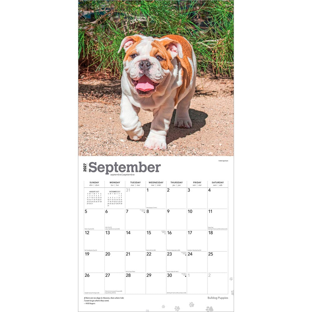 Bulldog Puppies | 2027 12 x 24 Inch (Hanging) Monthly Square Wall Calendar
