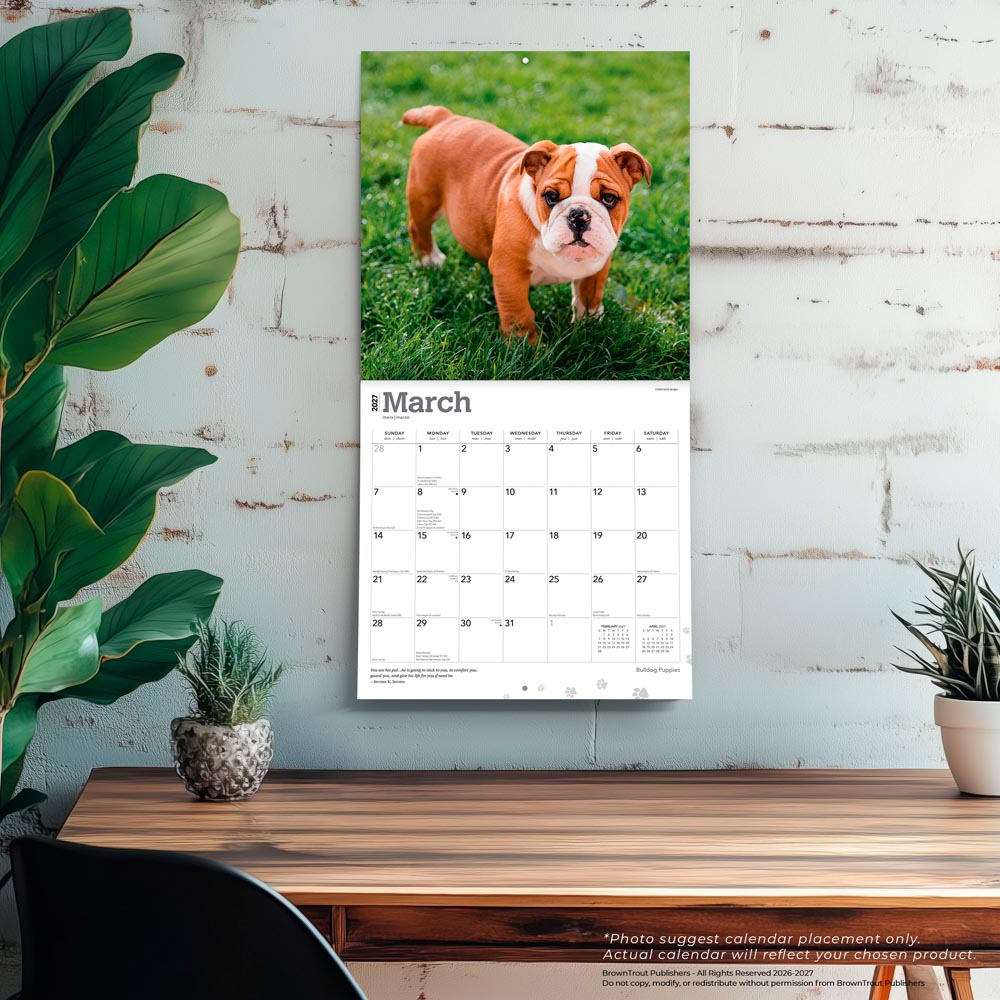 Bulldog Puppies | 2027 12 x 24 Inch (Hanging) Monthly Square Wall Calendar