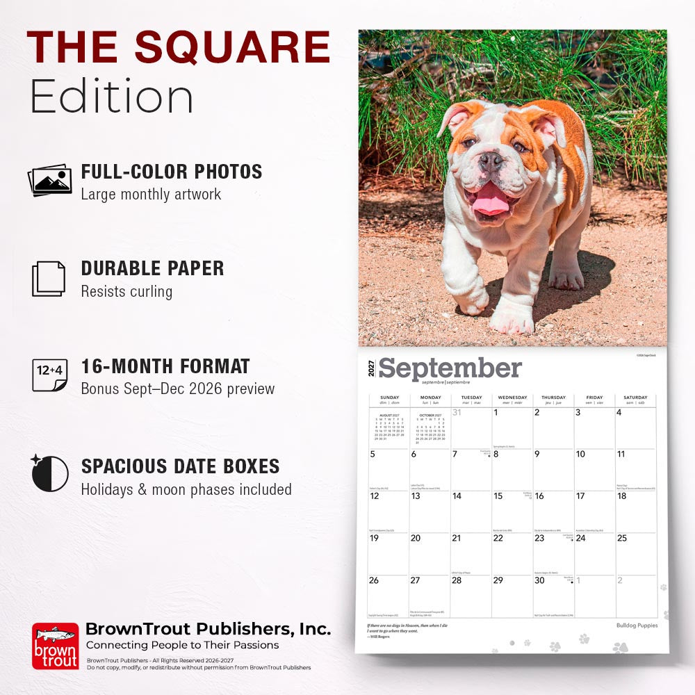 Bulldog Puppies | 2027 12 x 24 Inch (Hanging) Monthly Square Wall Calendar
