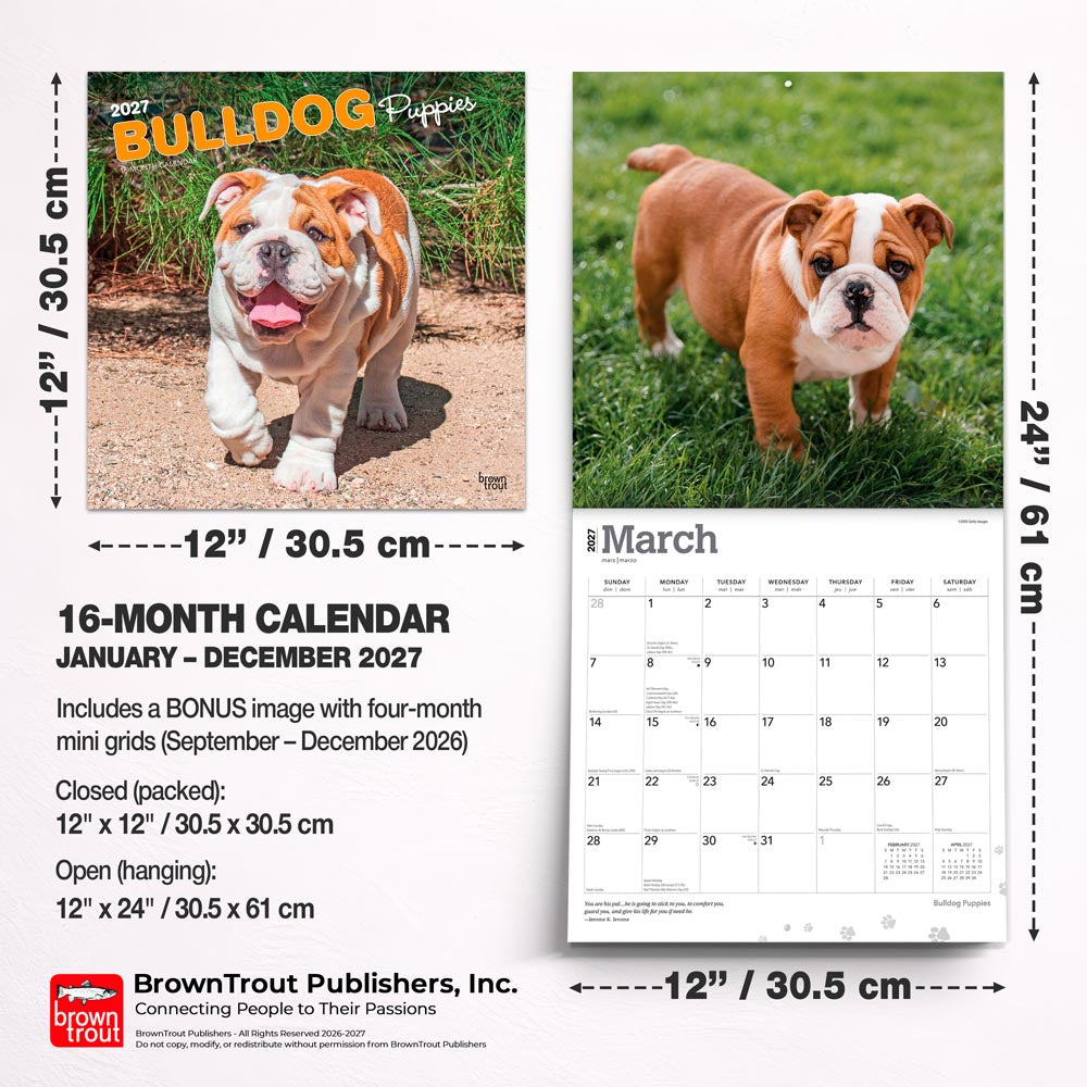 Bulldog Puppies | 2027 12 x 24 Inch (Hanging) Monthly Square Wall Calendar
