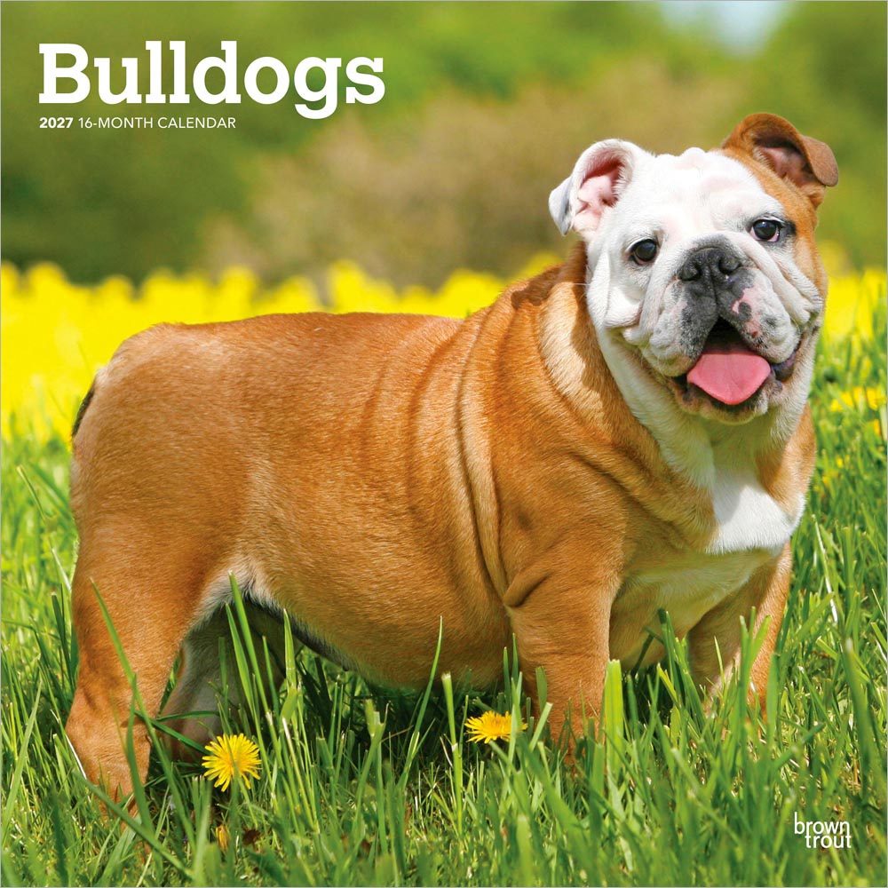 Bulldogs | 2027 12 x 24 Inch (Hanging) Monthly Square Wall Calendar
