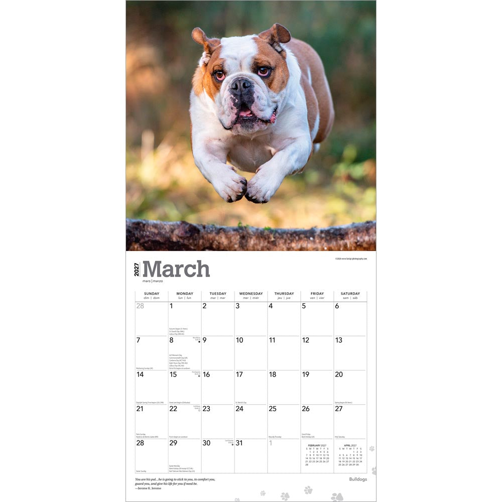 Bulldogs | 2027 12 x 24 Inch (Hanging) Monthly Square Wall Calendar