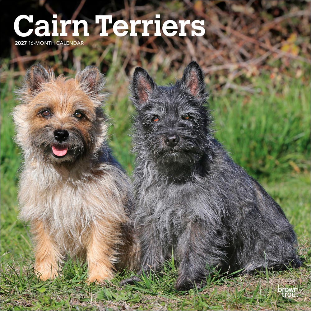 Cairn Terriers | 2027 12 x 24 Inch (Hanging) Monthly Square Wall Calendar
