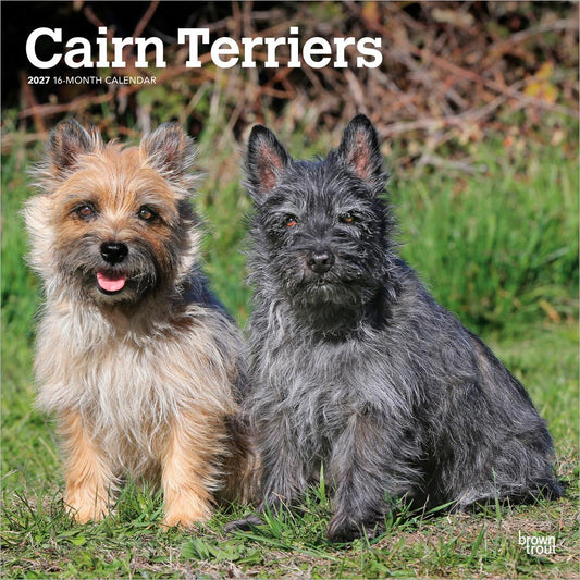 Cairn Terriers | 2027 12 x 24 Inch (Hanging) Monthly Square Wall Calendar