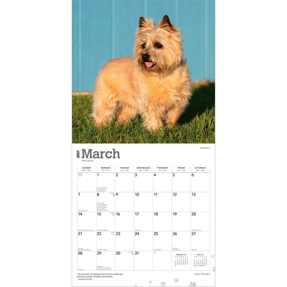 Cairn Terriers | 2027 12 x 24 Inch (Hanging) Monthly Square Wall Calendar