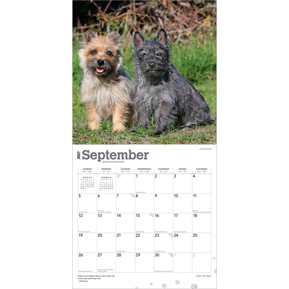Cairn Terriers | 2027 12 x 24 Inch (Hanging) Monthly Square Wall Calendar