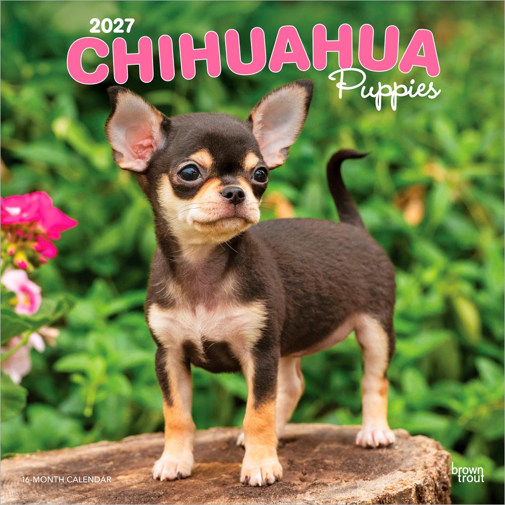 Chihuahua Puppies | 2027 12 x 24 Inch (Hanging) Monthly Square Wall Calendar