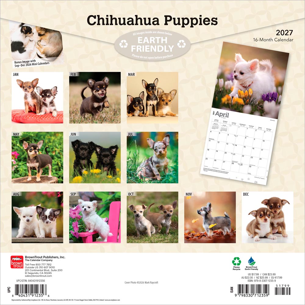 Chihuahua Puppies | 2027 12 x 24 Inch (Hanging) Monthly Square Wall Calendar