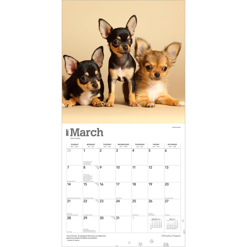 Chihuahua Puppies | 2027 12 x 24 Inch (Hanging) Monthly Square Wall Calendar