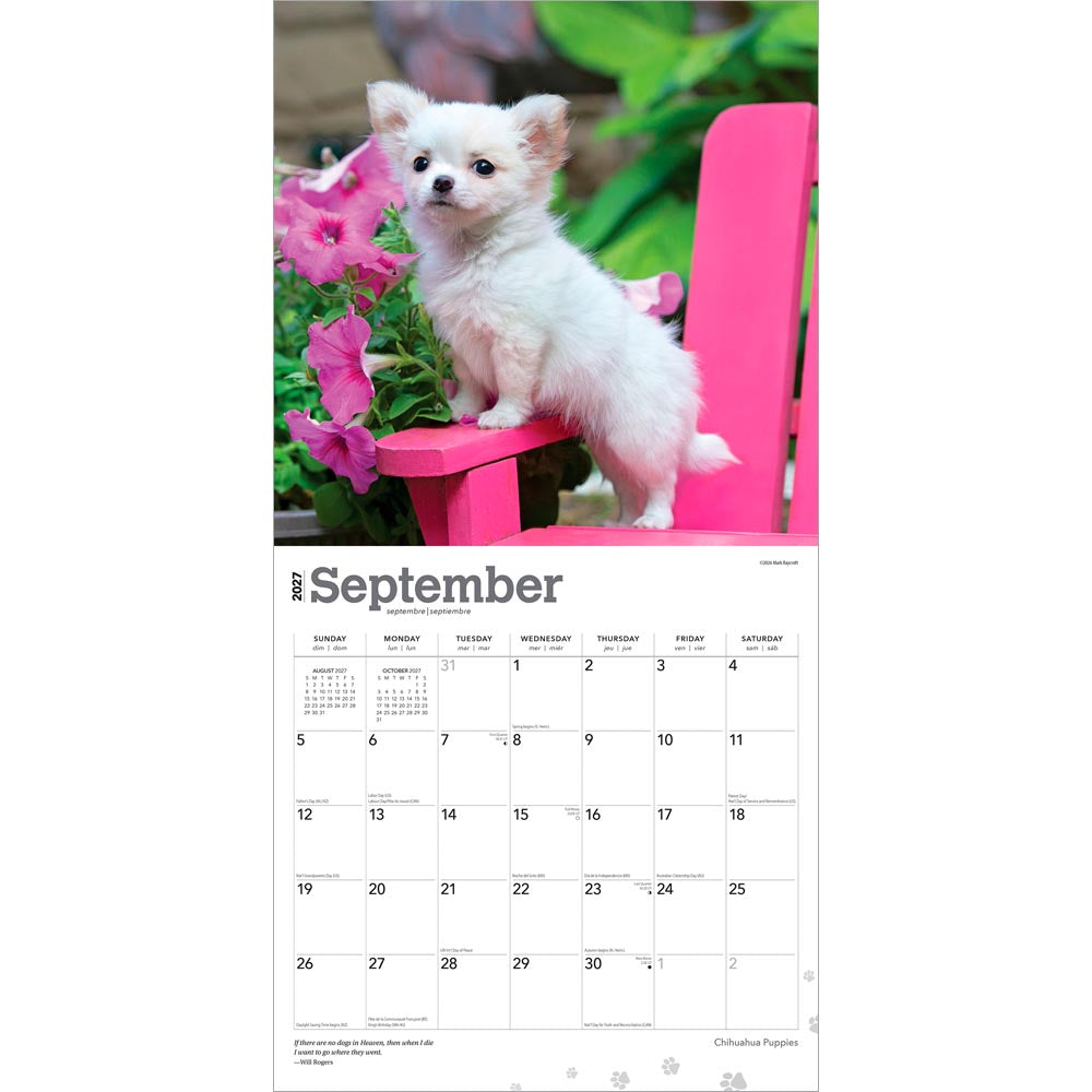 Chihuahua Puppies | 2027 12 x 24 Inch (Hanging) Monthly Square Wall Calendar