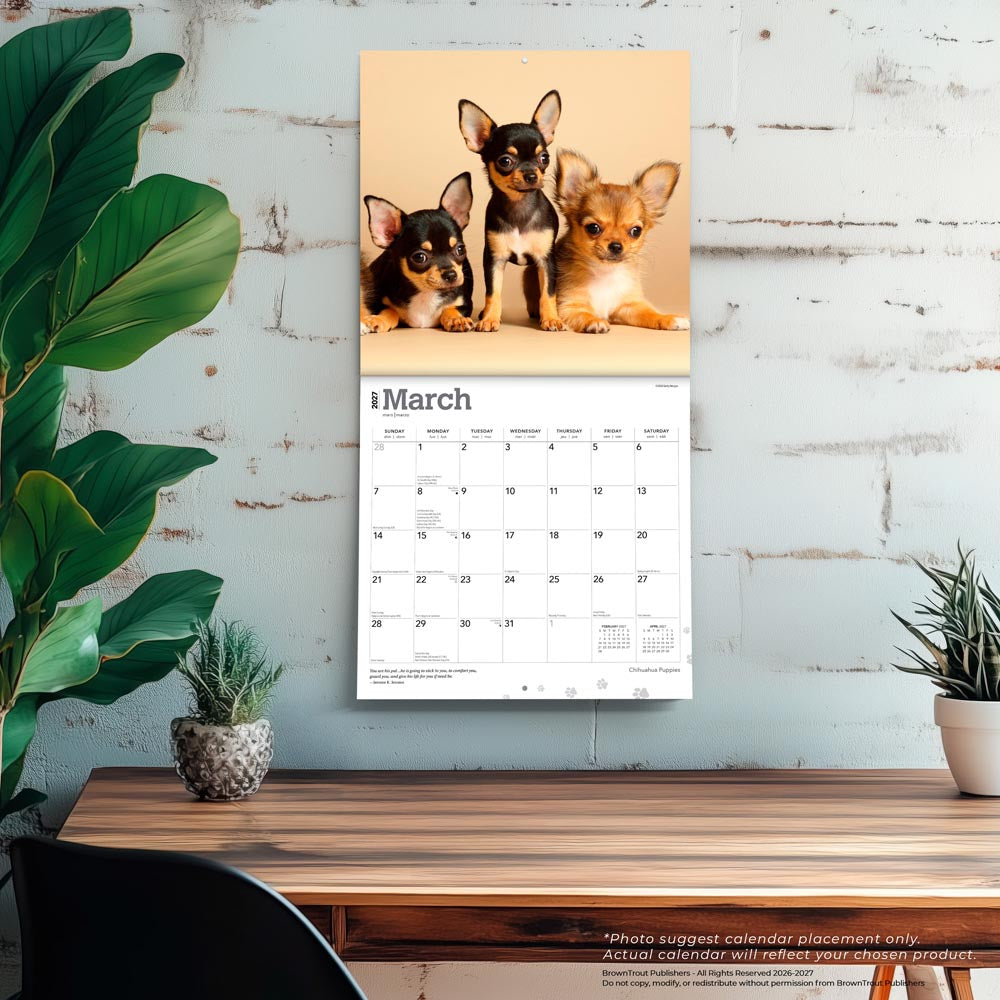Chihuahua Puppies | 2027 12 x 24 Inch (Hanging) Monthly Square Wall Calendar