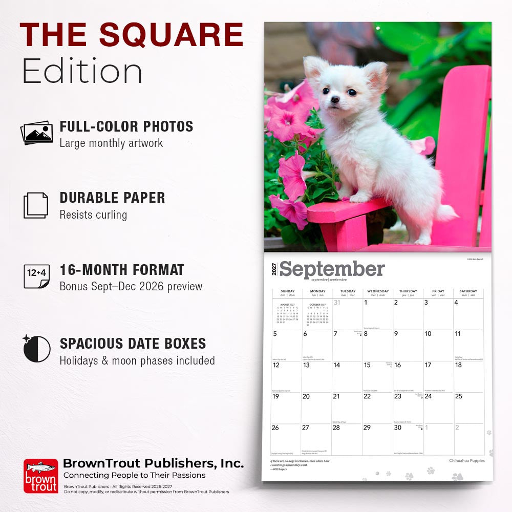 Chihuahua Puppies | 2027 12 x 24 Inch (Hanging) Monthly Square Wall Calendar