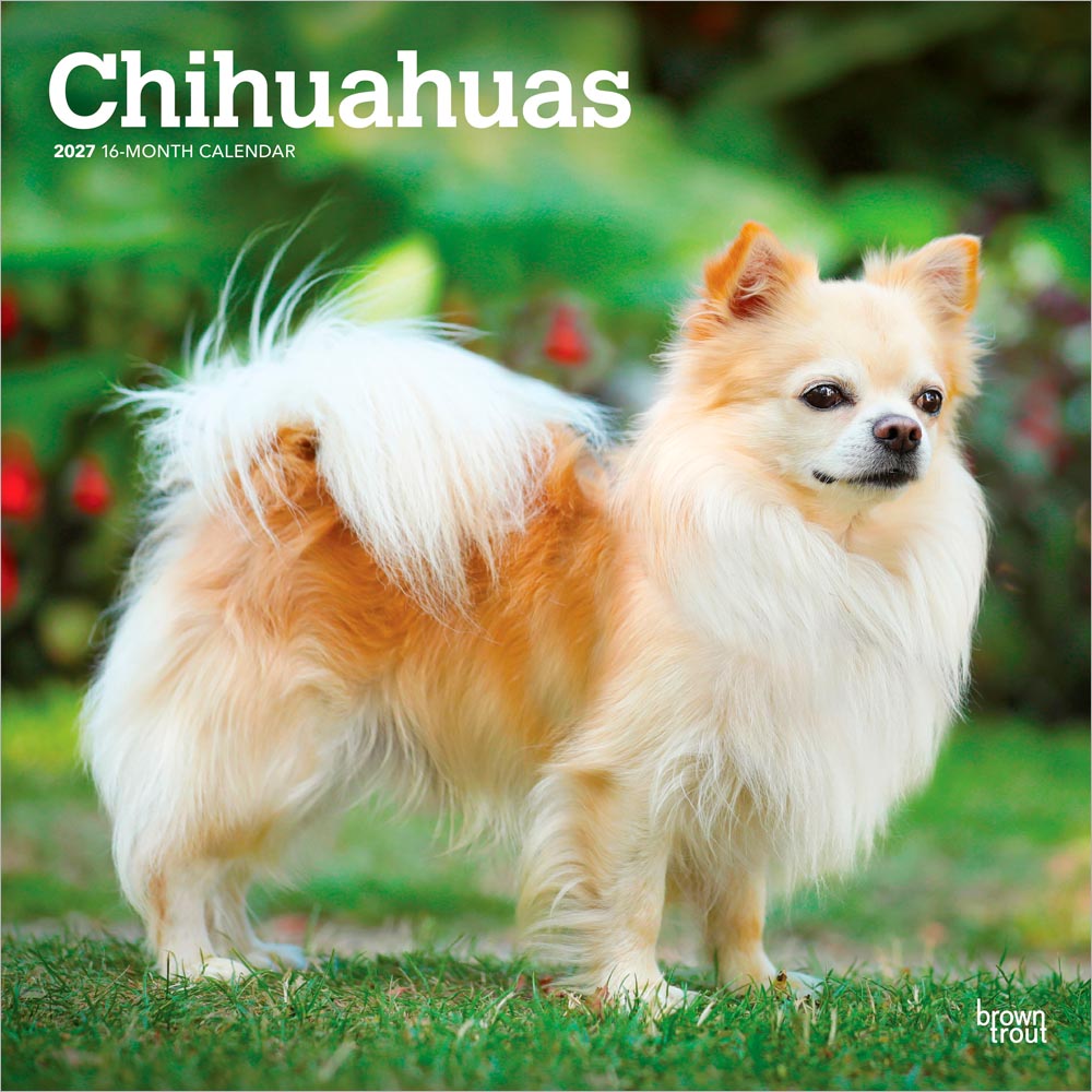 Chihuahuas | 2027 12 x 24 Inch (Hanging) Monthly Square Wall Calendar