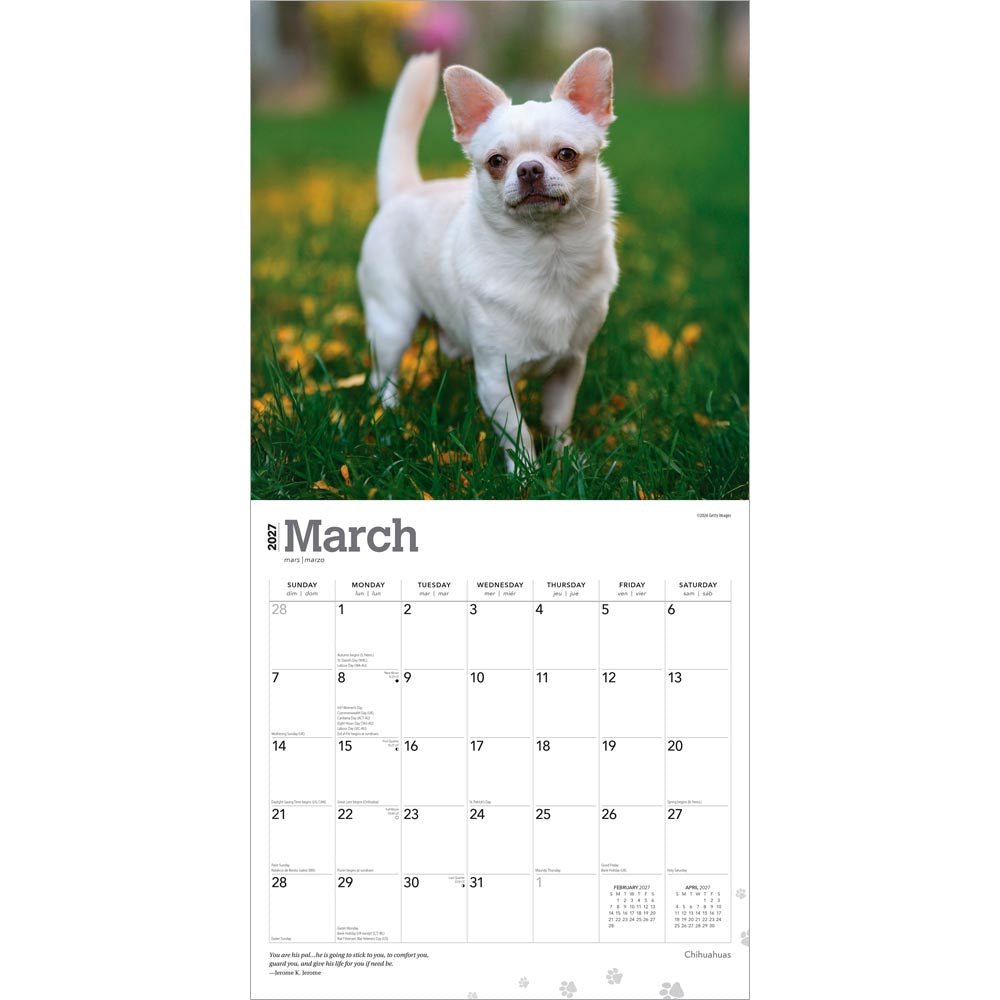Chihuahuas | 2027 12 x 24 Inch (Hanging) Monthly Square Wall Calendar