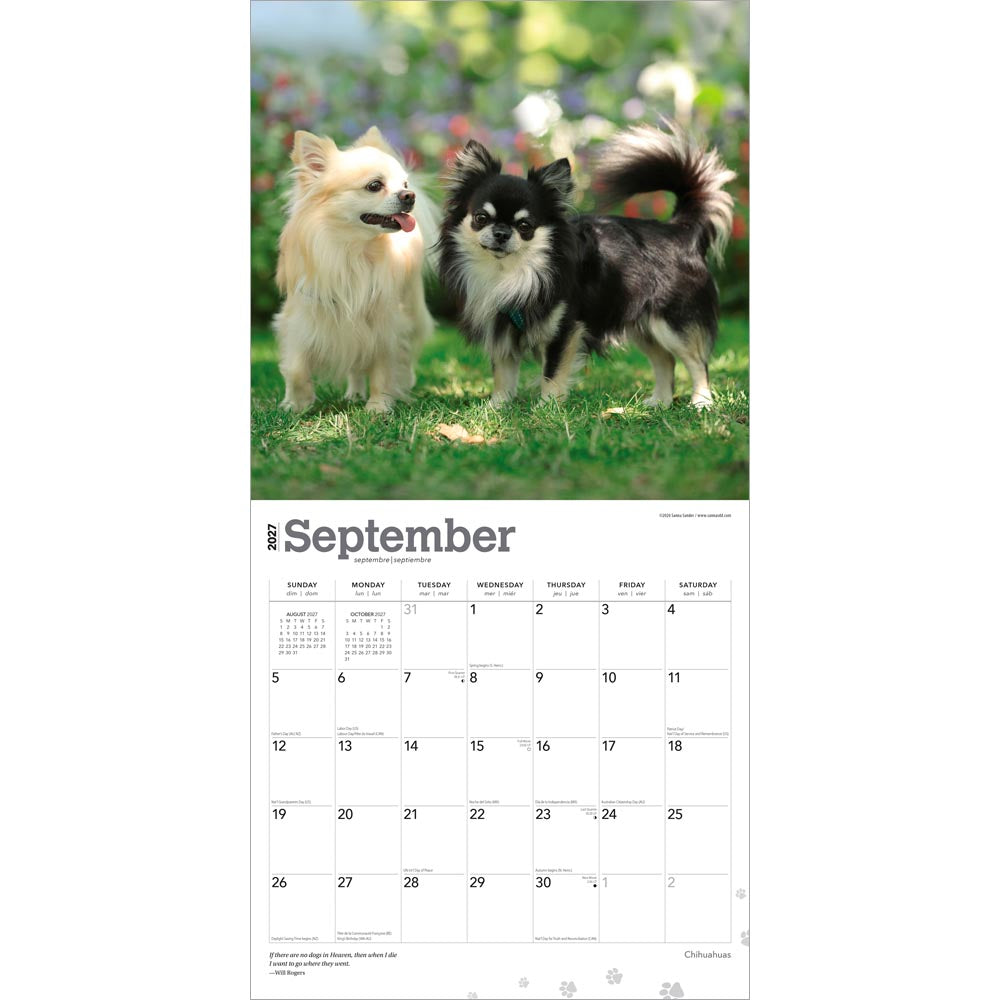 Chihuahuas | 2027 12 x 24 Inch (Hanging) Monthly Square Wall Calendar