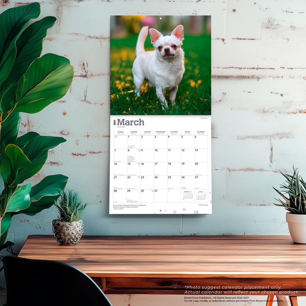Chihuahuas | 2027 12 x 24 Inch (Hanging) Monthly Square Wall Calendar