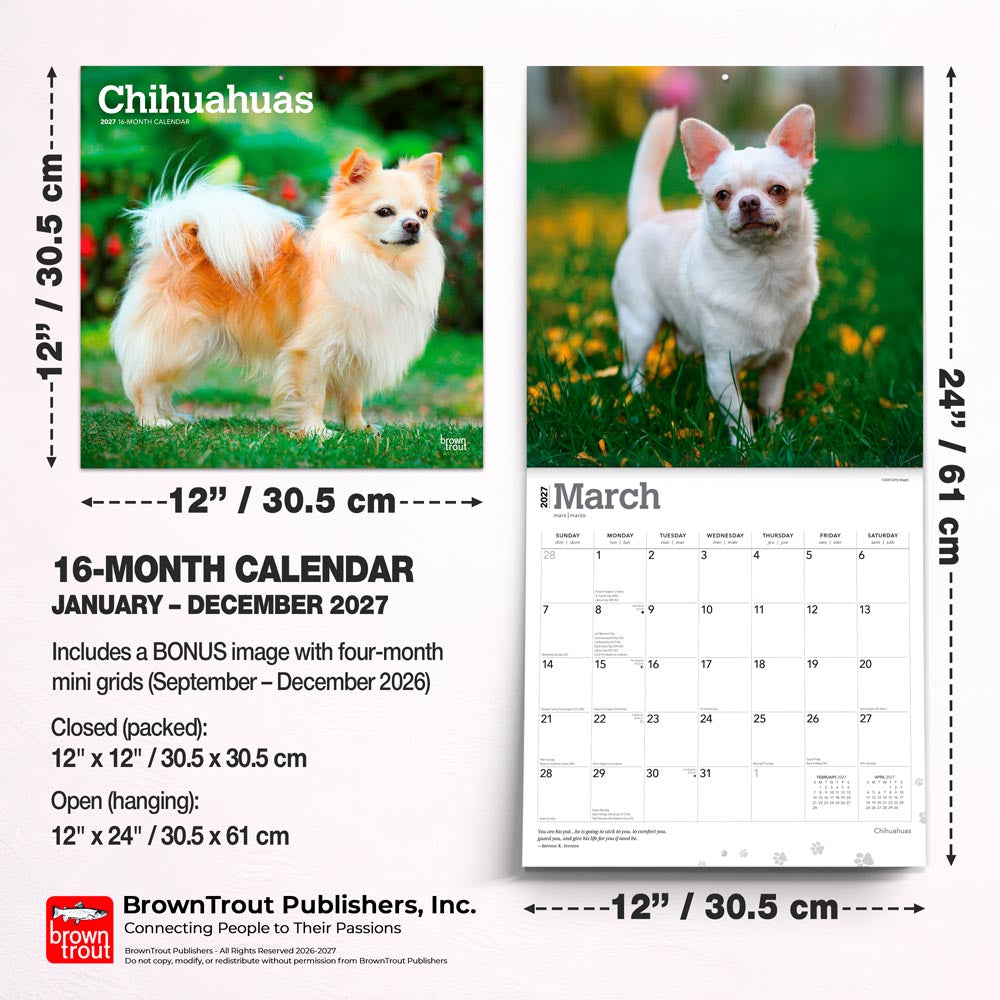 Chihuahuas | 2027 12 x 24 Inch (Hanging) Monthly Square Wall Calendar