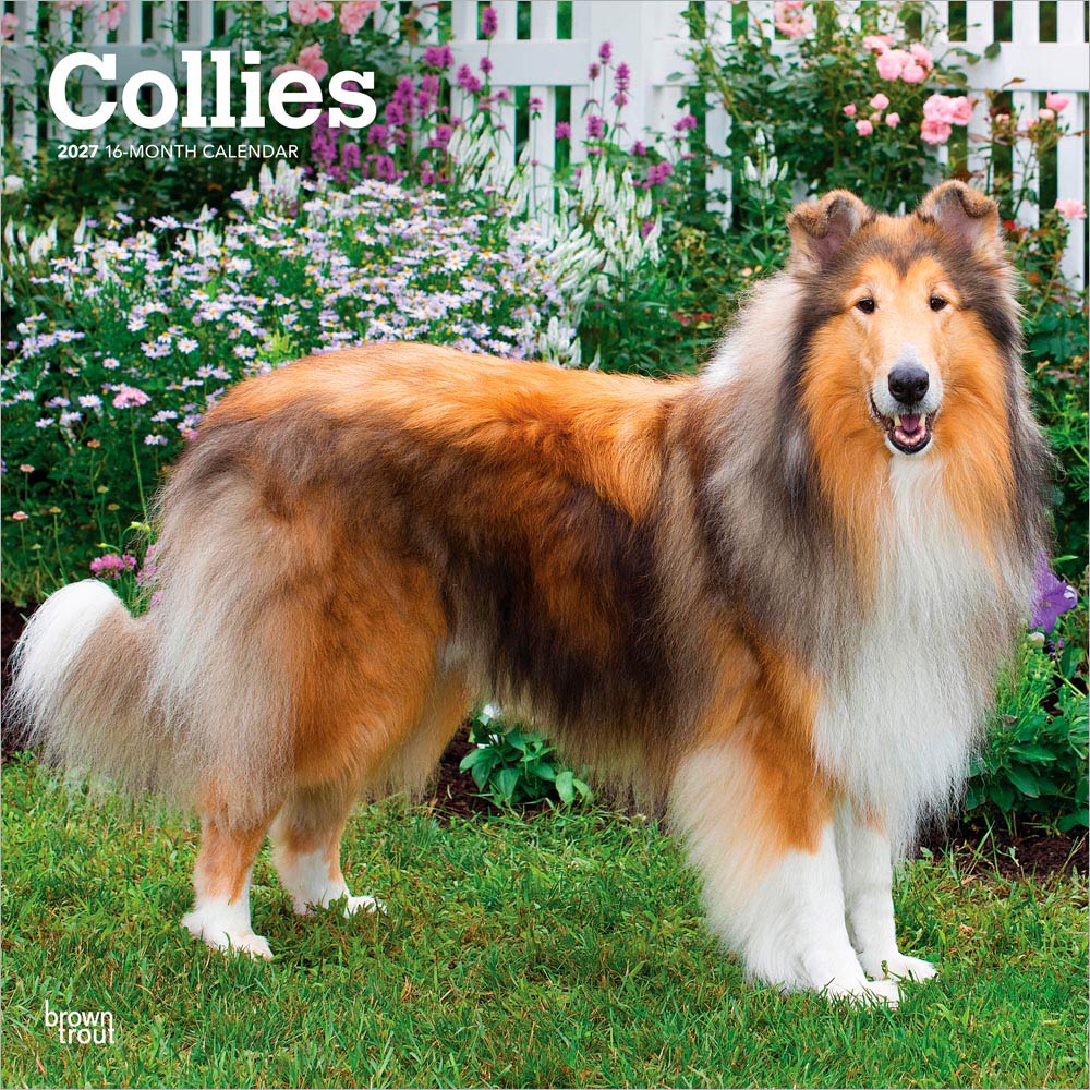 Collies | 2027 12 x 24 Inch (Hanging) Monthly Square Wall Calendar