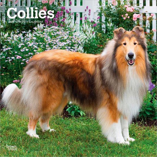 Collies | 2027 12 x 24 Inch (Hanging) Monthly Square Wall Calendar