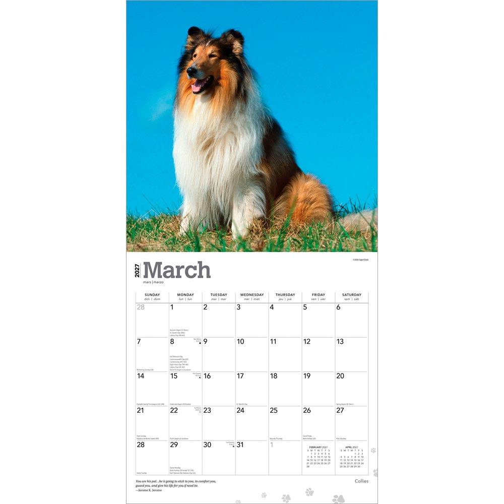 Collies | 2027 12 x 24 Inch (Hanging) Monthly Square Wall Calendar