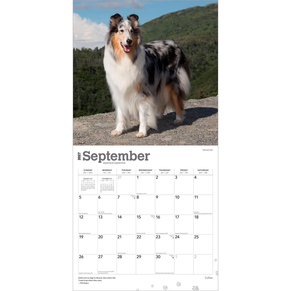 Collies | 2027 12 x 24 Inch (Hanging) Monthly Square Wall Calendar