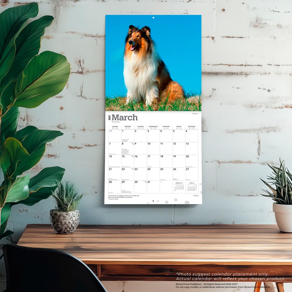 Collies | 2027 12 x 24 Inch (Hanging) Monthly Square Wall Calendar