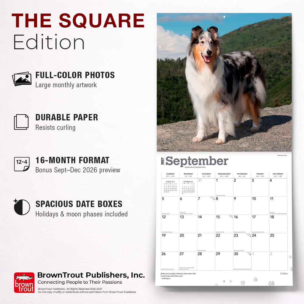 Collies | 2027 12 x 24 Inch (Hanging) Monthly Square Wall Calendar