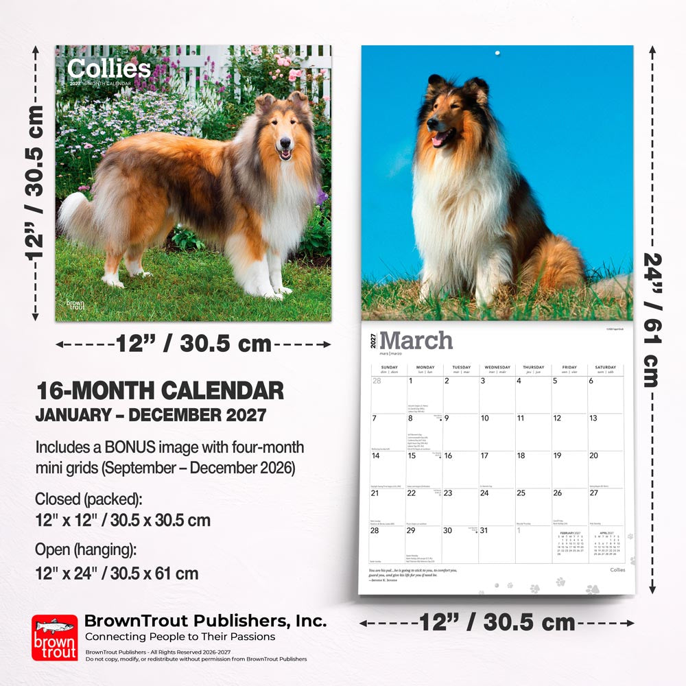 Collies | 2027 12 x 24 Inch (Hanging) Monthly Square Wall Calendar