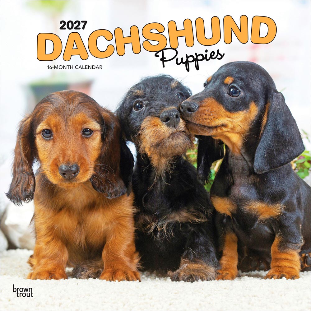Dachshund Puppies | 2027 12 x 24 Inch (Hanging) Monthly Square Wall Calendar