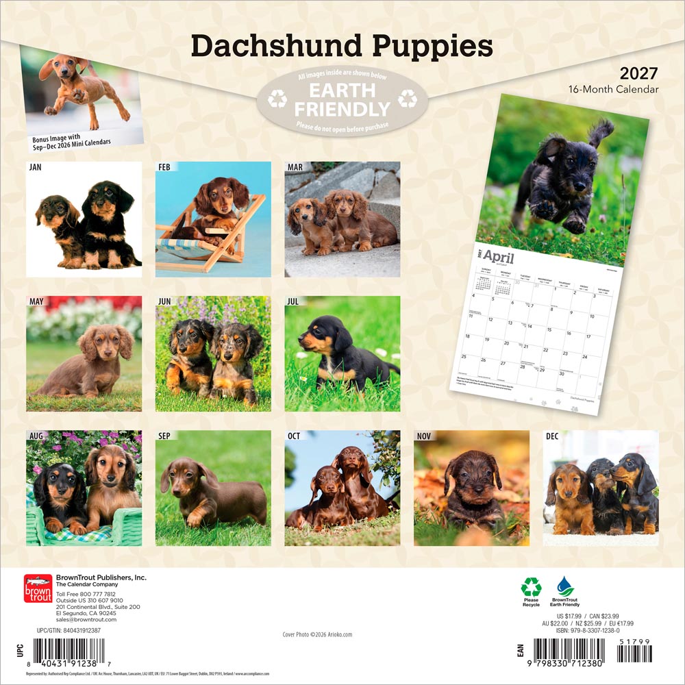 Dachshund Puppies | 2027 12 x 24 Inch (Hanging) Monthly Square Wall Calendar