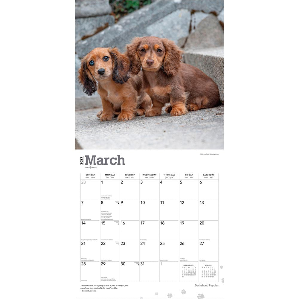 Dachshund Puppies | 2027 12 x 24 Inch (Hanging) Monthly Square Wall Calendar