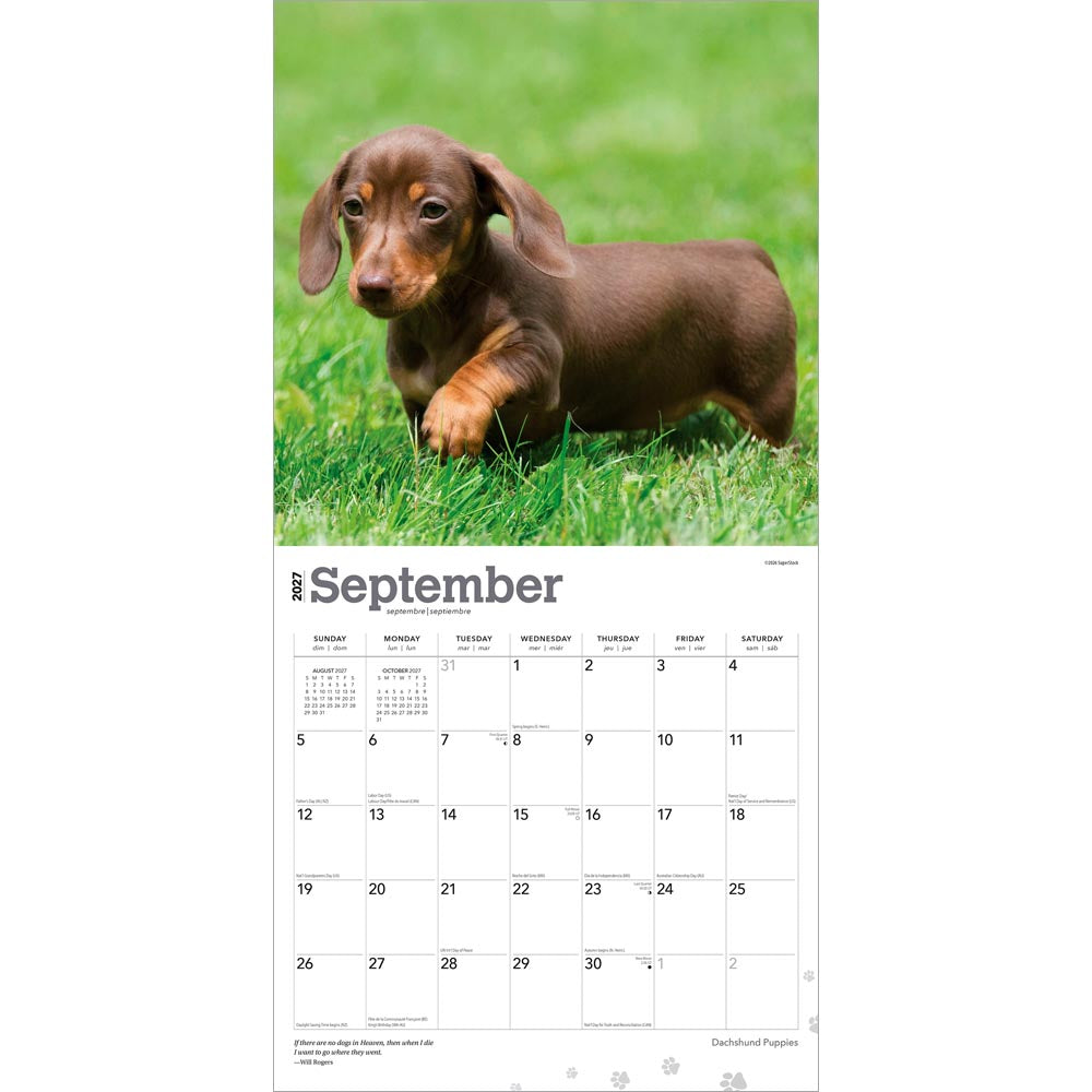 Dachshund Puppies | 2027 12 x 24 Inch (Hanging) Monthly Square Wall Calendar
