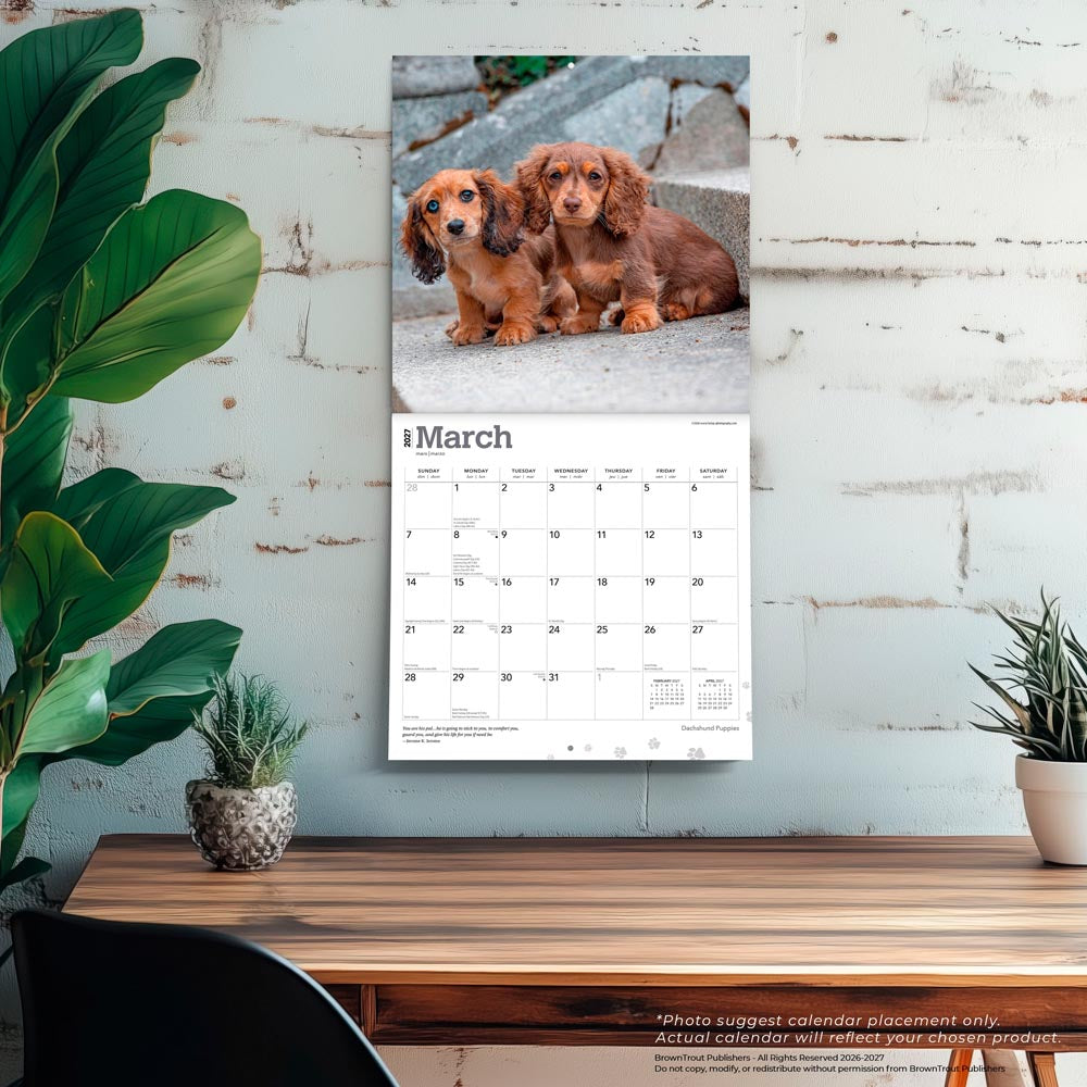 Dachshund Puppies | 2027 12 x 24 Inch (Hanging) Monthly Square Wall Calendar