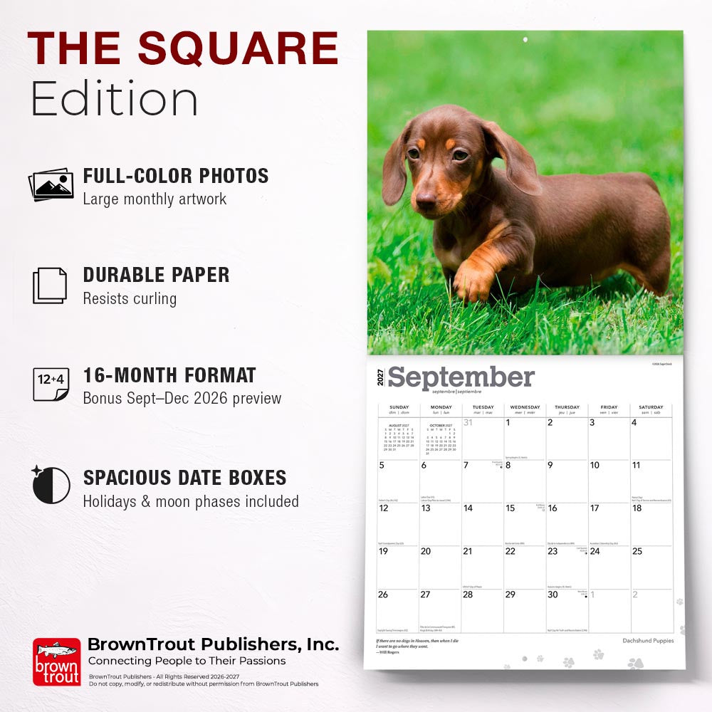 Dachshund Puppies | 2027 12 x 24 Inch (Hanging) Monthly Square Wall Calendar