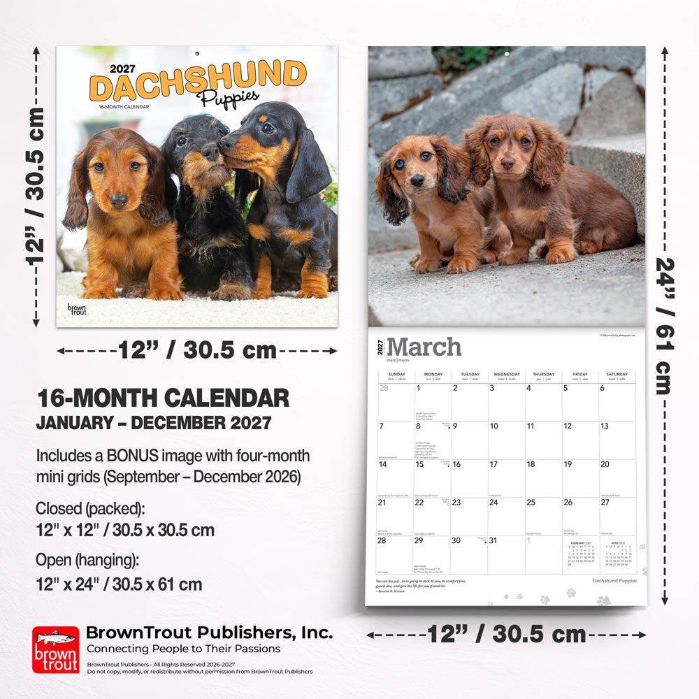 Dachshund Puppies | 2027 12 x 24 Inch (Hanging) Monthly Square Wall Calendar