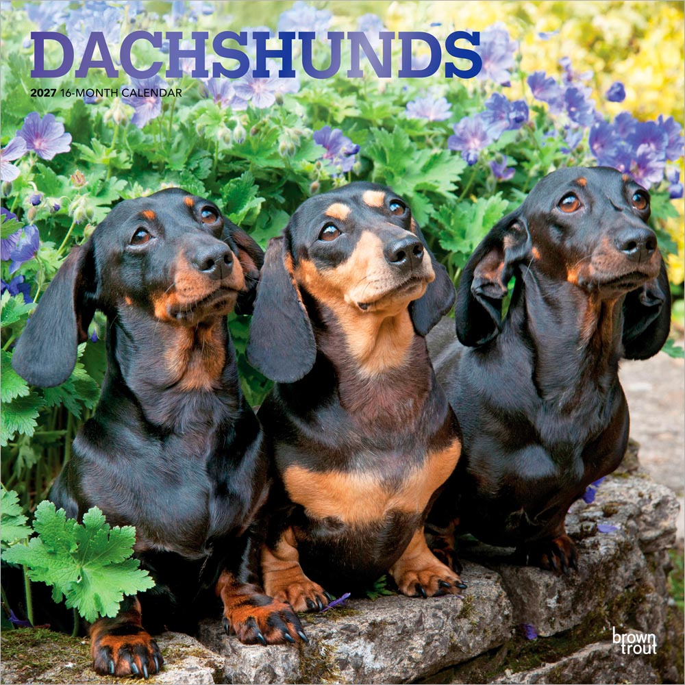 Dachshunds | 2027 12 x 24 Inch (Hanging) Monthly Square Wall Calendar | Foil Stamped Cover