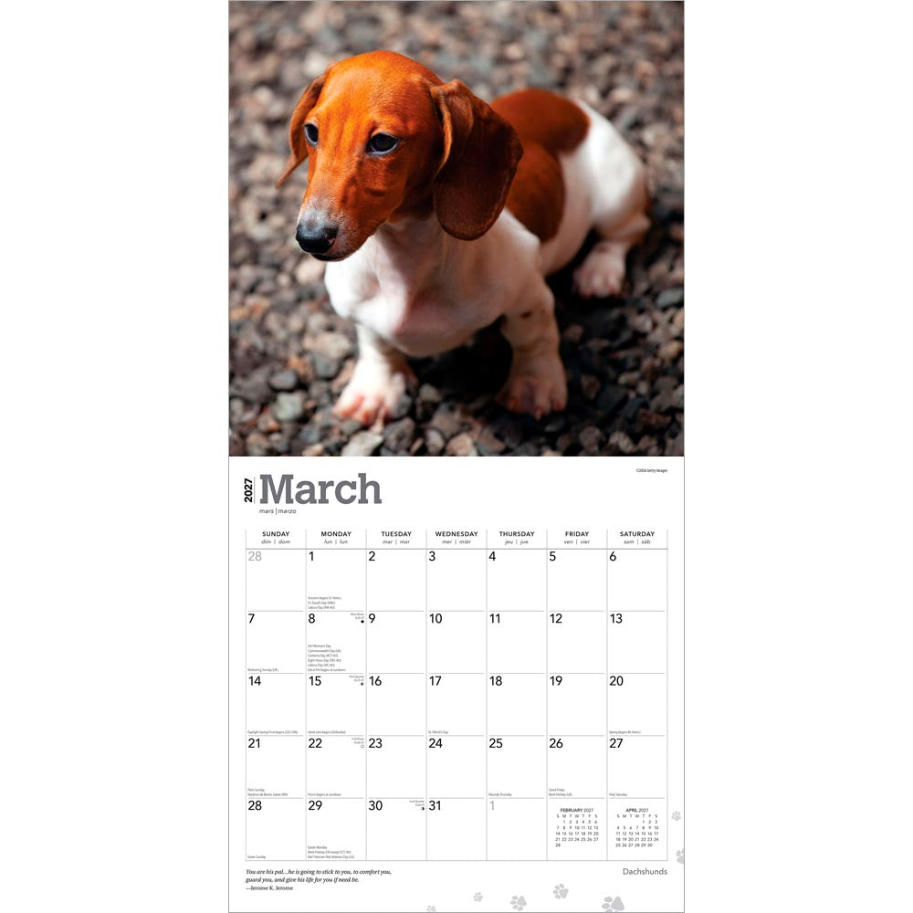 Dachshunds | 2027 12 x 24 Inch (Hanging) Monthly Square Wall Calendar | Foil Stamped Cover