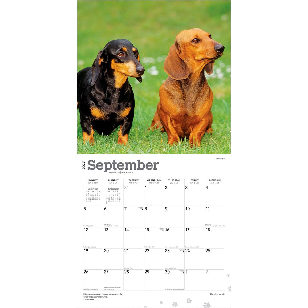 Dachshunds | 2027 12 x 24 Inch (Hanging) Monthly Square Wall Calendar | Foil Stamped Cover