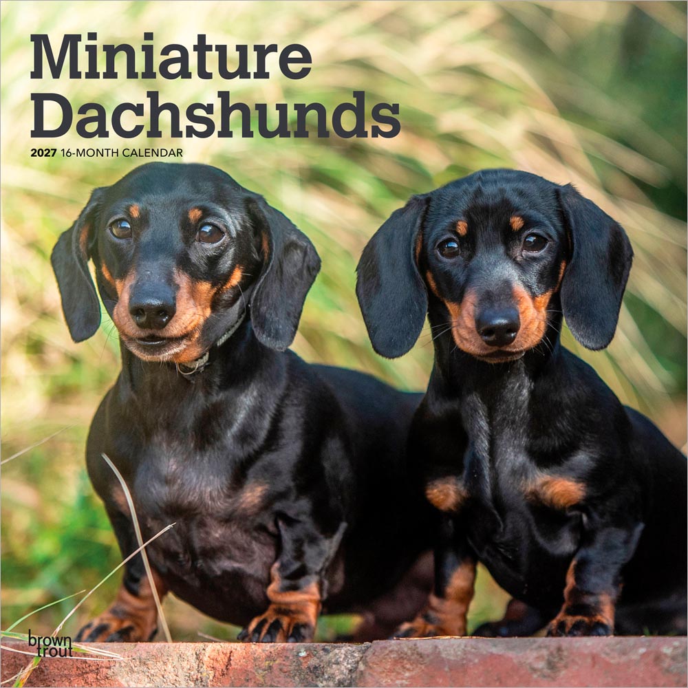 Miniature Dachshunds | 2027 12 x 24 Inch (Hanging) Monthly Square Wall Calendar