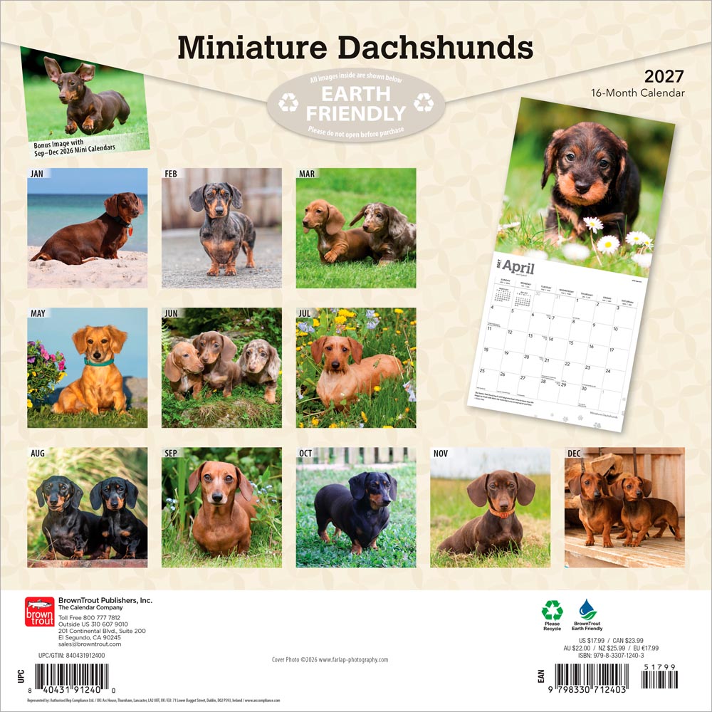 Miniature Dachshunds | 2027 12 x 24 Inch (Hanging) Monthly Square Wall Calendar