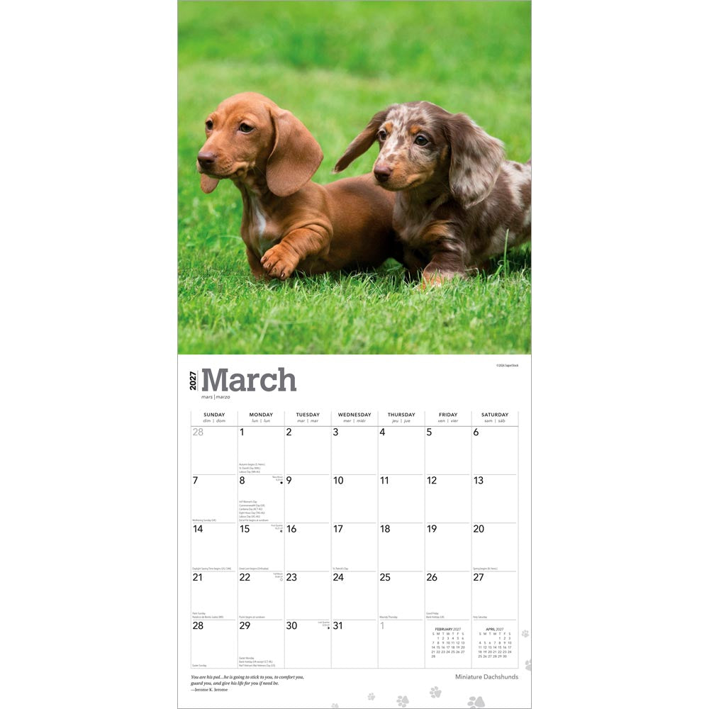 Miniature Dachshunds | 2027 12 x 24 Inch (Hanging) Monthly Square Wall Calendar