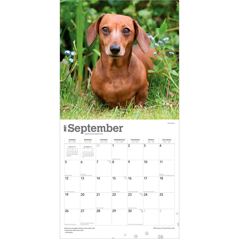 Miniature Dachshunds | 2027 12 x 24 Inch (Hanging) Monthly Square Wall Calendar