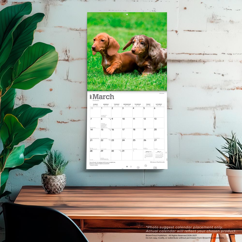 Miniature Dachshunds | 2027 12 x 24 Inch (Hanging) Monthly Square Wall Calendar
