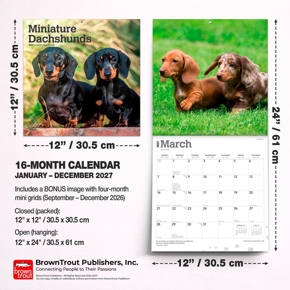 Miniature Dachshunds | 2027 12 x 24 Inch (Hanging) Monthly Square Wall Calendar
